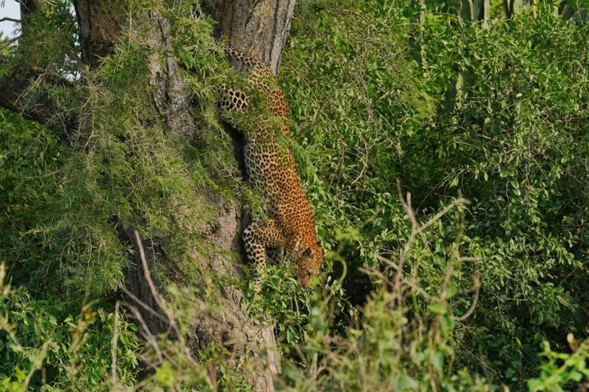 10 Days - Uganda Ultimate Luxury Experience 2