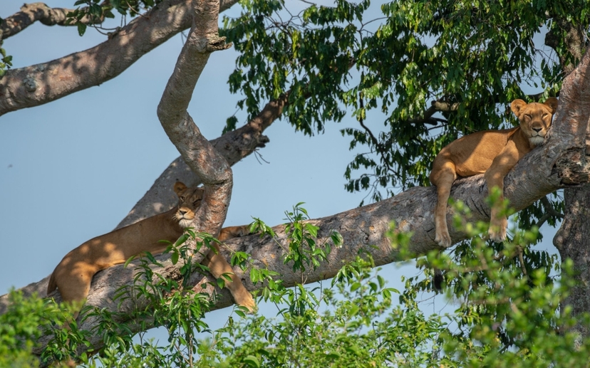 10 Days - Uganda Ultimate Luxury Experience 3