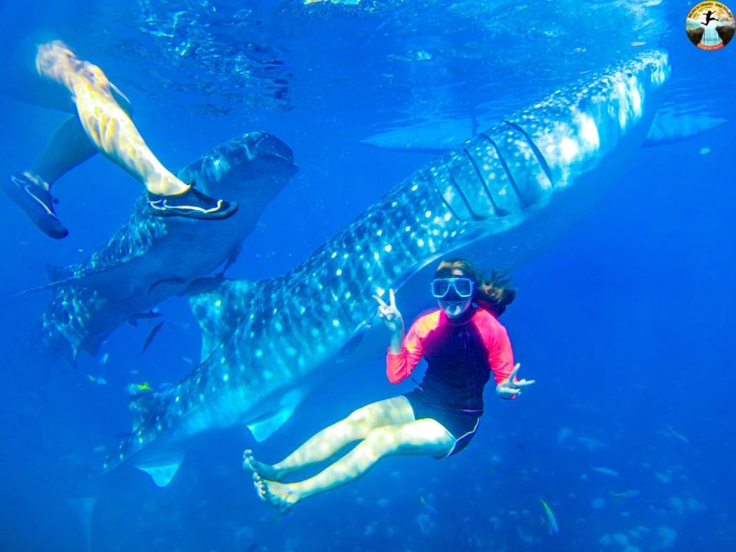 Cebu: Swim with Whale Sharks and Kawasan Canyoneering Cebu: Swim with Whale Sharks and Kawasan Canyoneering