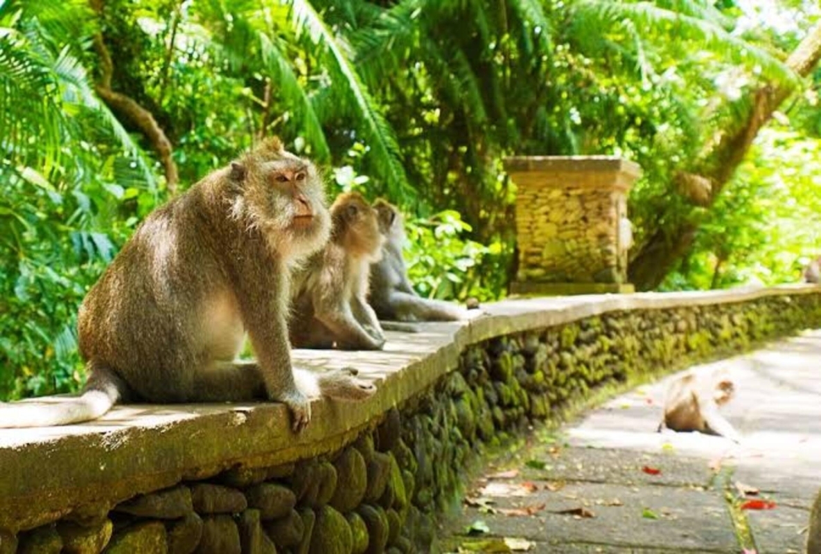 Monkey forest, Rice terrace, Tirta empul, Waterfall 1