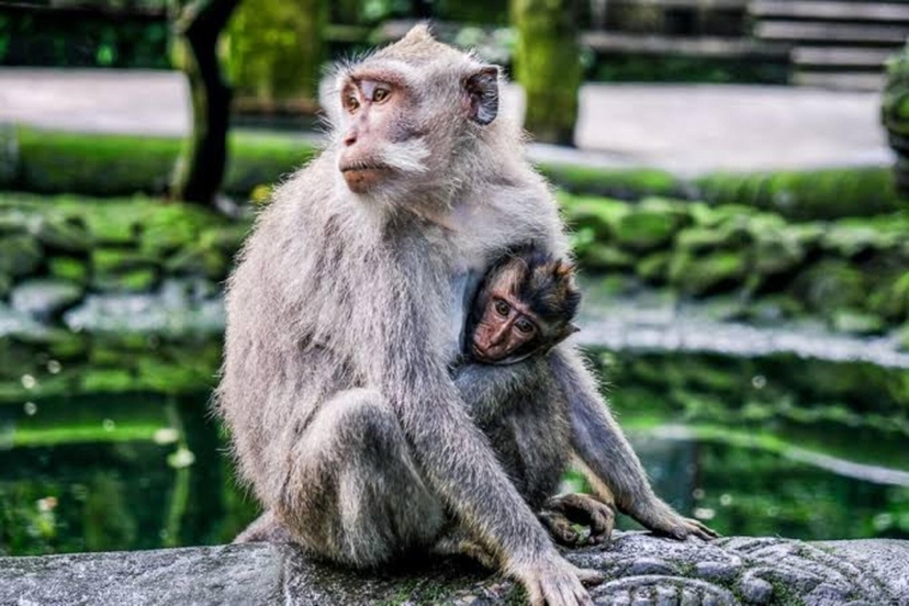Monkey forest, Rice terrace, Tirta empul, Waterfall 2