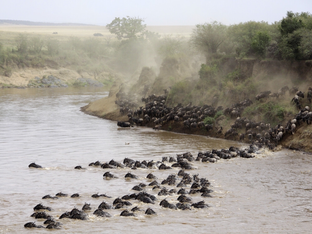Kenya Safari Tour Magical Wildlife Experience 1