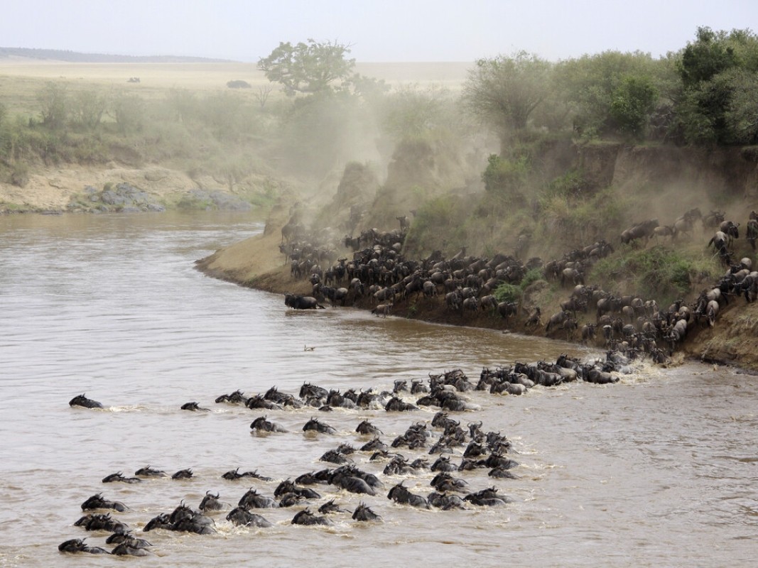 Kenya Safari Tour Magical Wildlife Experience 1