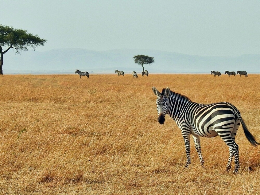 Kenya Safari Tour Magical Wildlife Experience 4