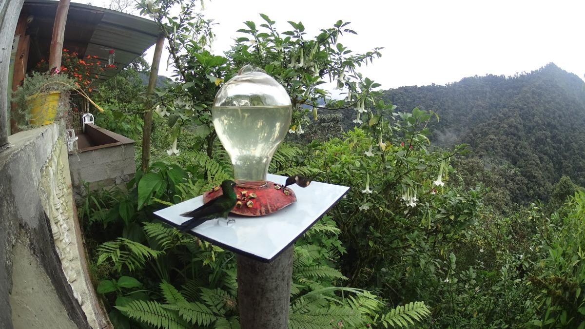 Mindo to watch hummingbirds , butterflies, chocolate experience and walking in the forest Mindo to watch hummingbirds , butterflies, chocolate experience and walking in the forest
