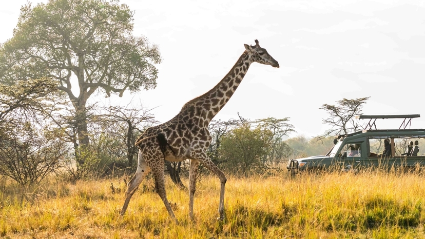 8-Day Classic Kenya Safari: Big Five Encounters & Scenic Beauty 3