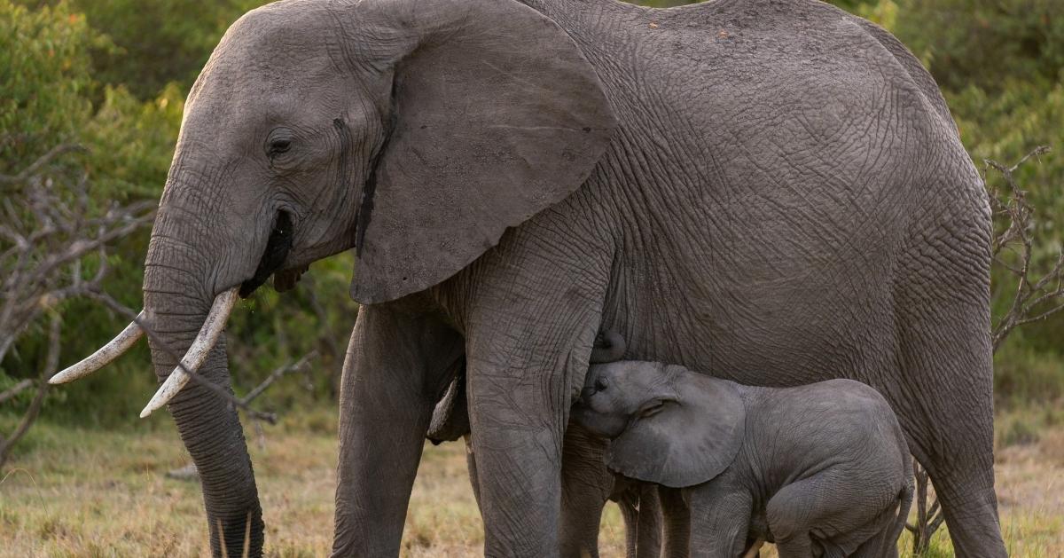 Diani Beach to Masai Mara: A 6-Day Ultimate Safari Adventure Diani Beach to Masai Mara: A 6-Day Ultimate Safari Adventure
