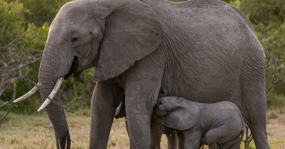 Diani Beach to Masai Mara: A 6-Day Ultimate Safari Adventure 1
