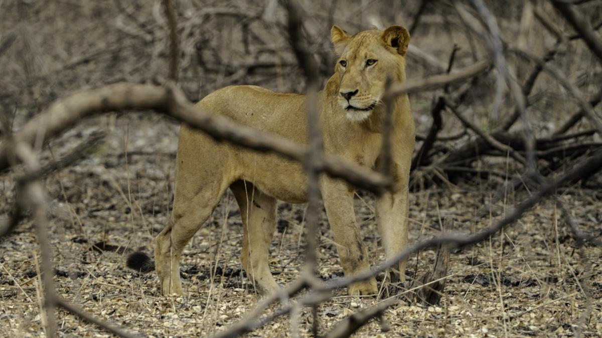 Nyerere National Park – The Best 1 Day Safari From Zanzibar Nyerere National Park – The Best 1 Day Safari From Zanzibar