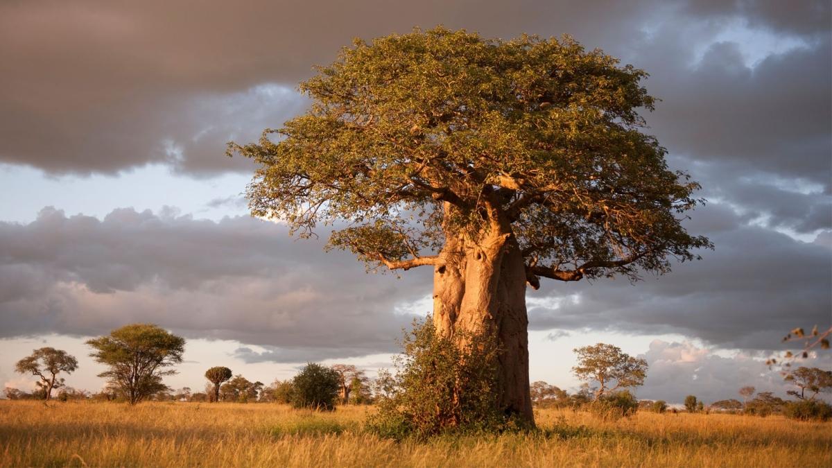 Full-Day Safari at Tarangire National Park Full-Day Safari at Tarangire National Park