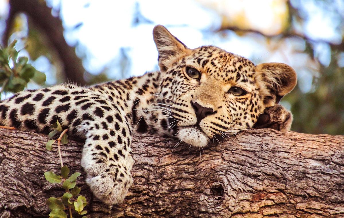 Kenya Wildlife Safari Tour Scenic Nature Experience Kenya Wildlife Safari Tour Scenic Nature Experience
