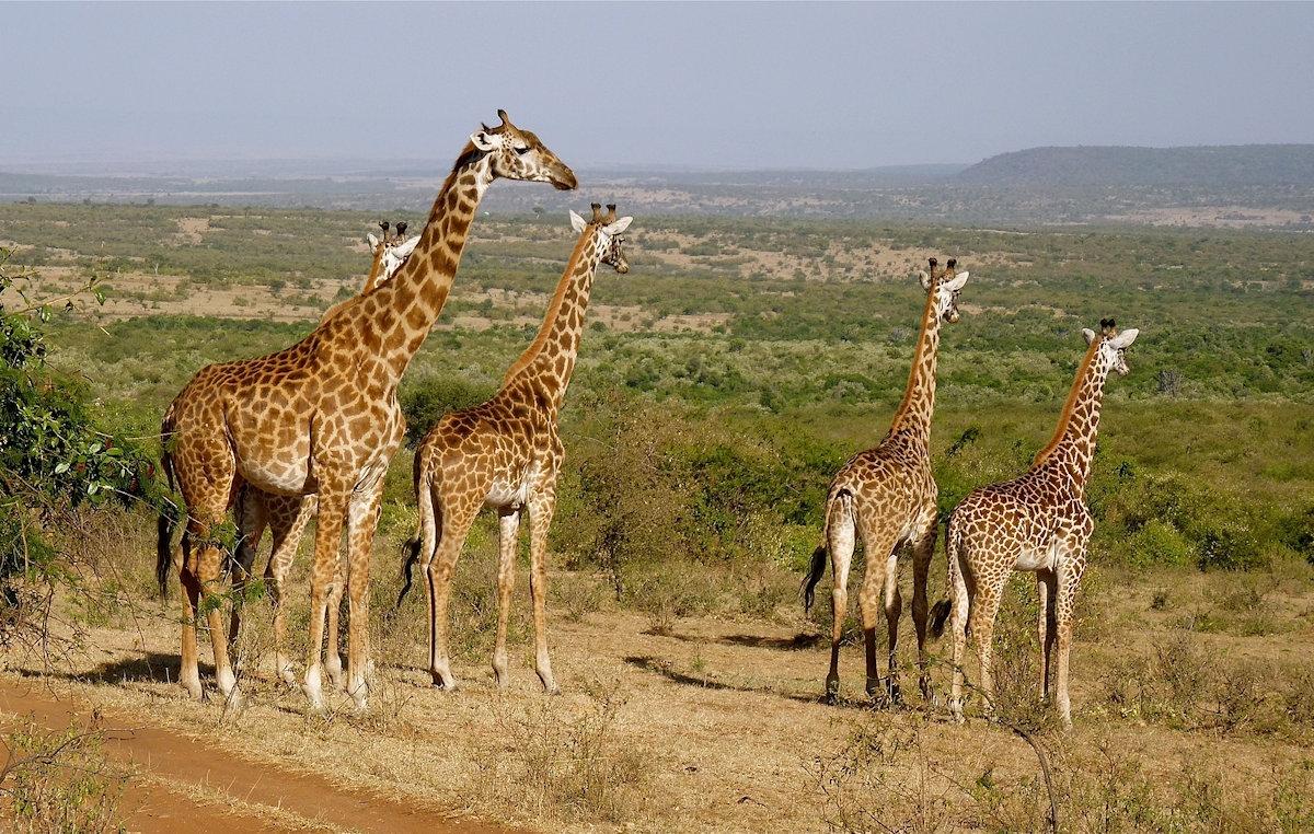 Experience Kenya from North to South Experience Kenya from North to South