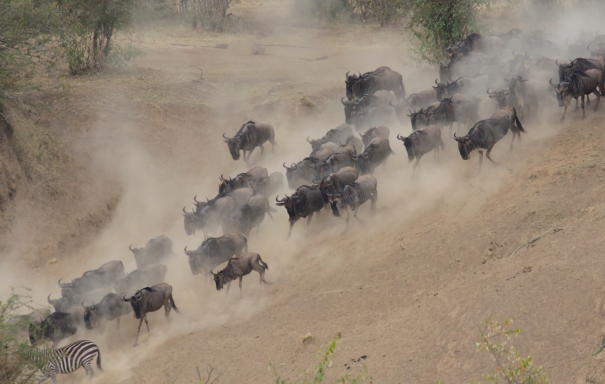 The Daring Mara River Crossing of the Great Migration 1