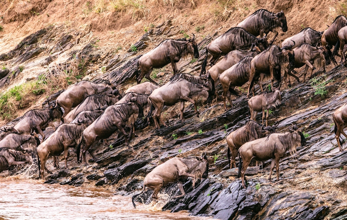 Survival of the Fittest: The Grumeti River Crossing 1
