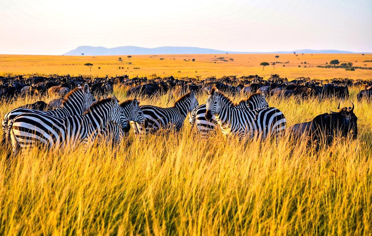The Great Annual Migration Trek: Kenya & Tanzania The Great Annual Migration Trek: Kenya & Tanzania