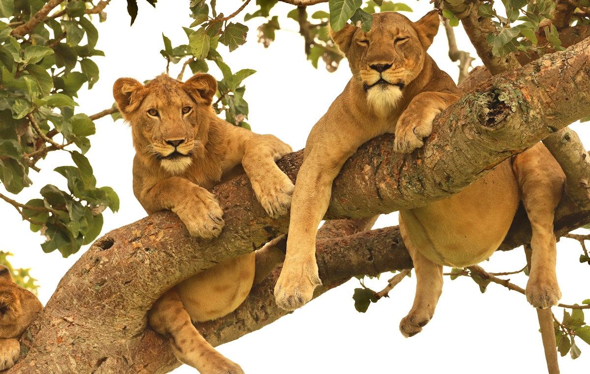 Experience 8 Days of Barefoot Luxury In Tanzania Experience 8 Days of Barefoot Luxury In Tanzania