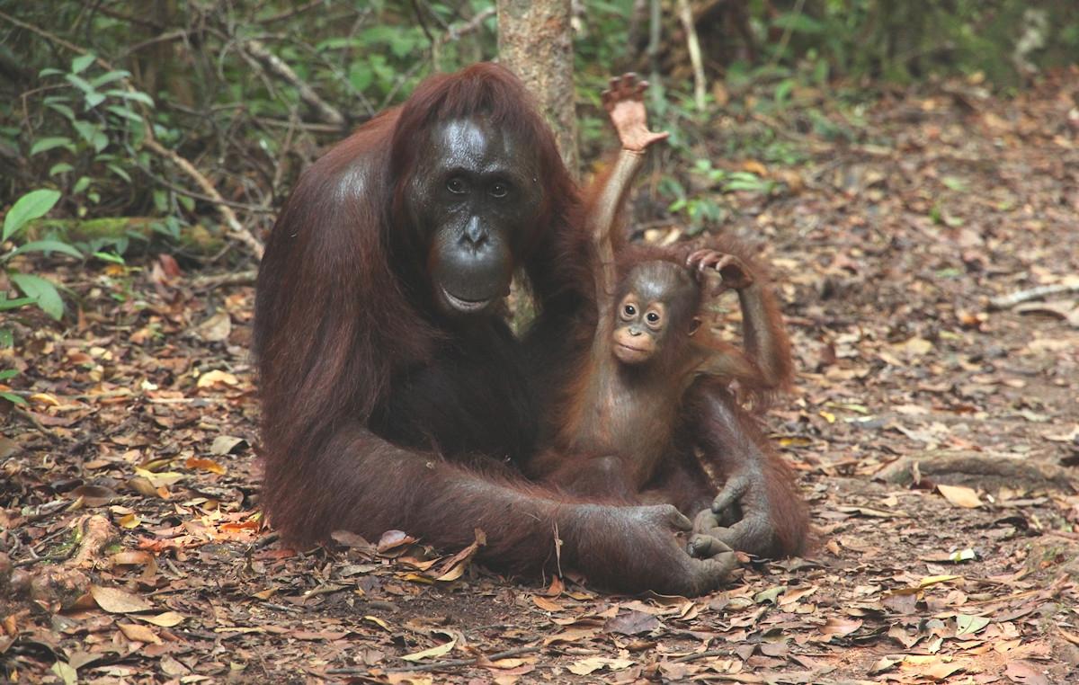 5 Day Primate Trek: Gorillas and Chimps, Rwanda to Uganda 5 Day Primate Trek: Gorillas and Chimps, Rwanda to Uganda