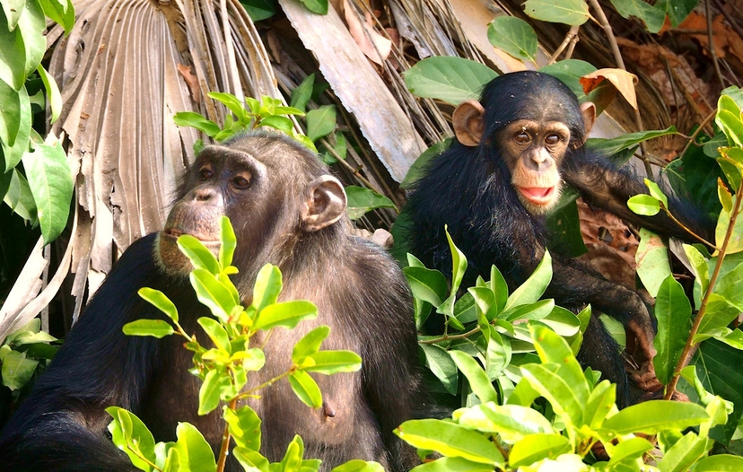 5 Day Primate Trek: Gorillas and Chimps, Rwanda to Uganda 2