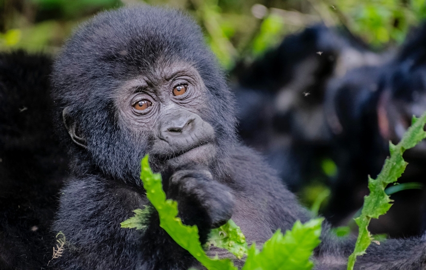 5 Day Primate Trek: Gorillas and Chimps, Rwanda to Uganda 3