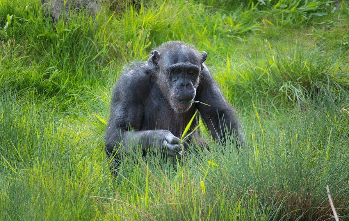 4 day Rwanda to Uganda Gorilla Trekking 1
