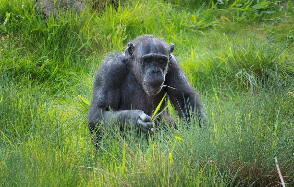 4 day Rwanda to Uganda Gorilla Trekking 4 day Rwanda to Uganda Gorilla Trekking