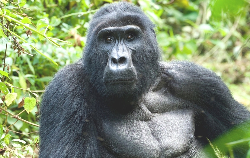 4 day Rwanda to Uganda Gorilla Trekking 2