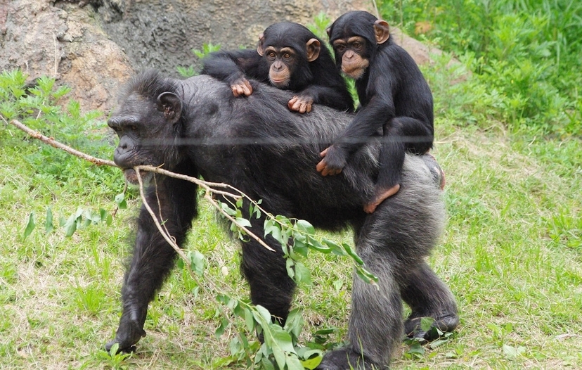 4 day Rwanda to Uganda Gorilla Trekking 3
