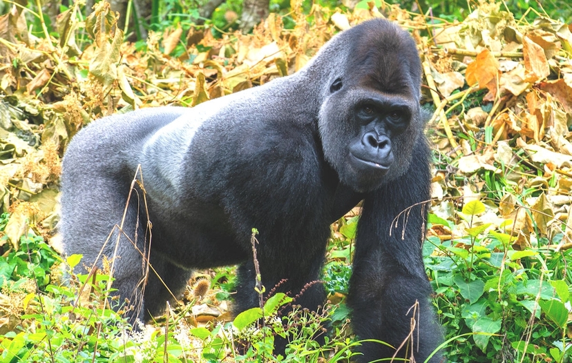 4 day Rwanda to Uganda Gorilla Trekking 4