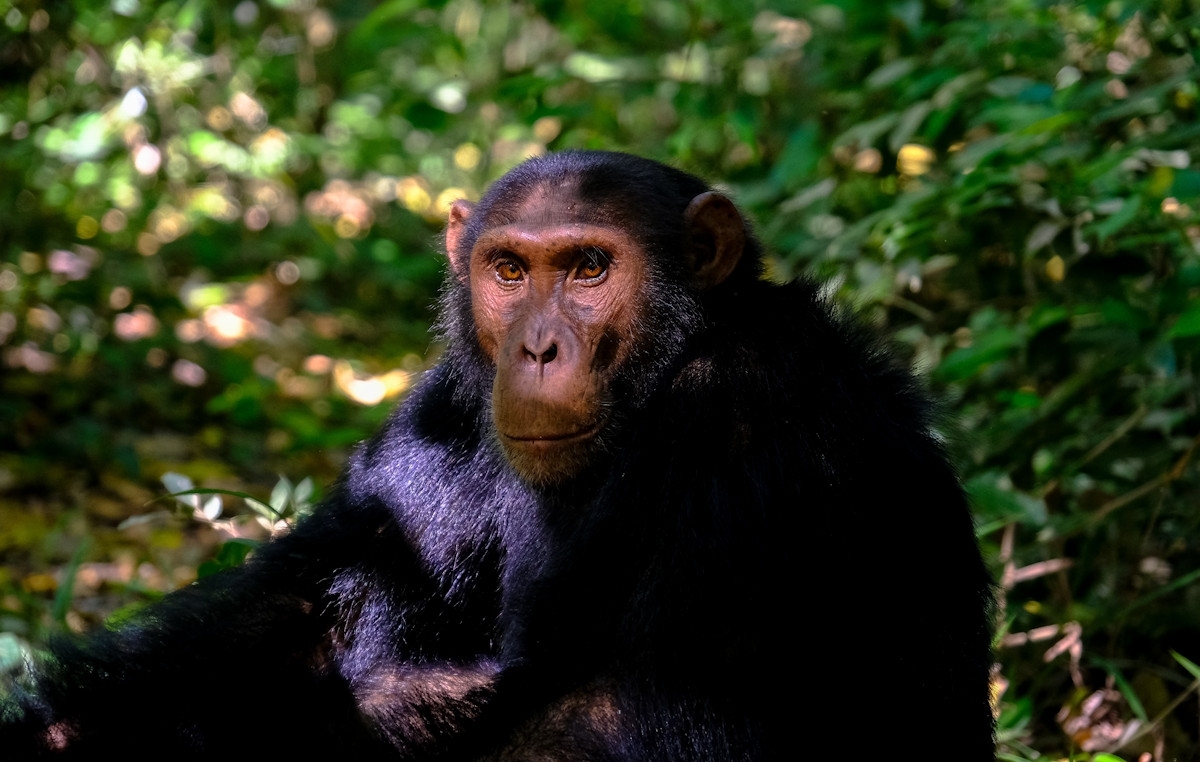 Thrilling 4-Day Gorilla Adventure in Rwanda & Uganda 1