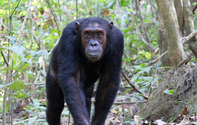 Thrilling 4-Day Gorilla Adventure in Rwanda & Uganda 4