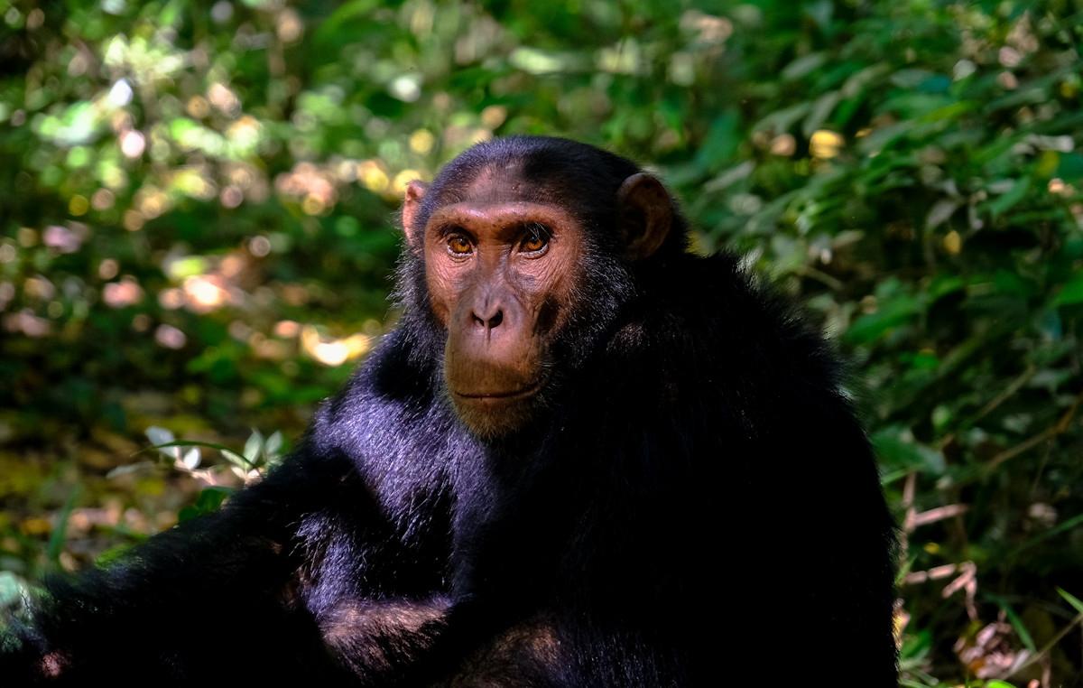 Explore Rwanda & Uganda in 5 Days of Gorilla Adventure Explore Rwanda & Uganda in 5 Days of Gorilla Adventure