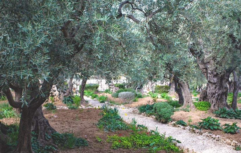 Jerusalem, A Tour of the Holy City in Four Days 2