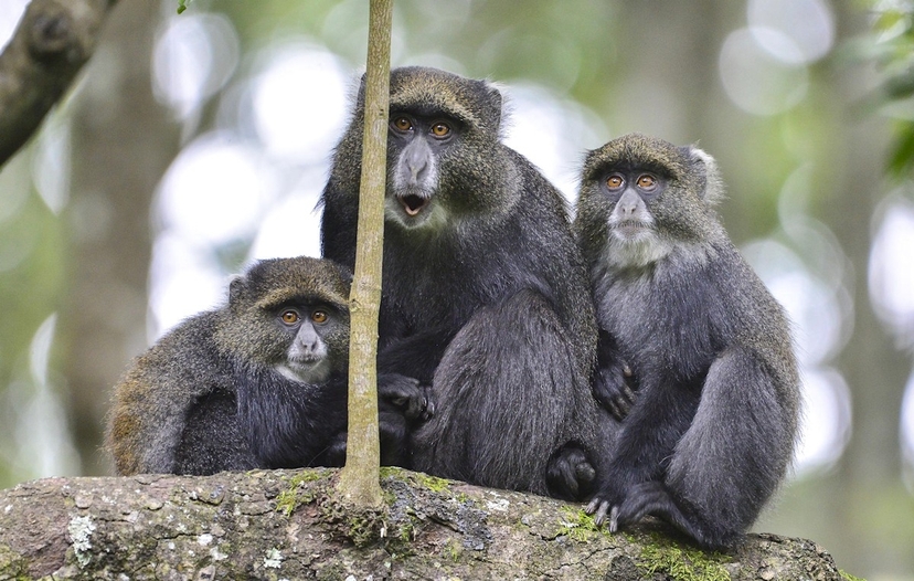 Day Tour Safari To Arusha National Park 2