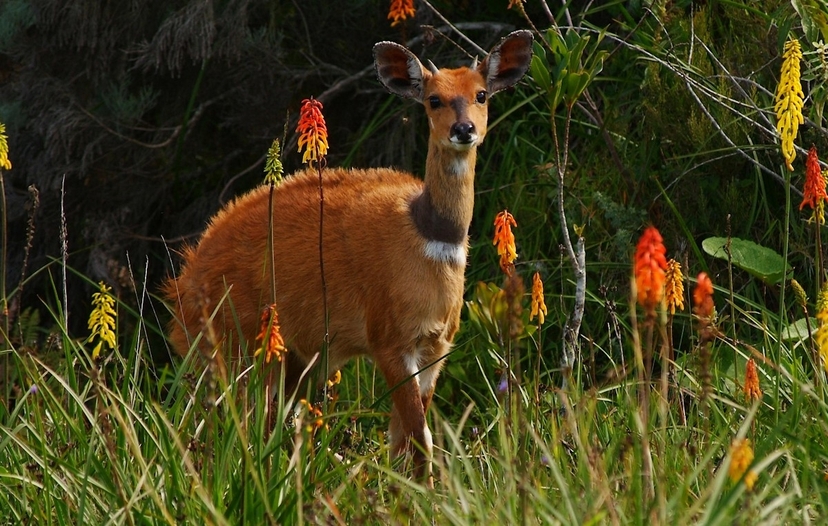 Day Tour Safari To Arusha National Park 4