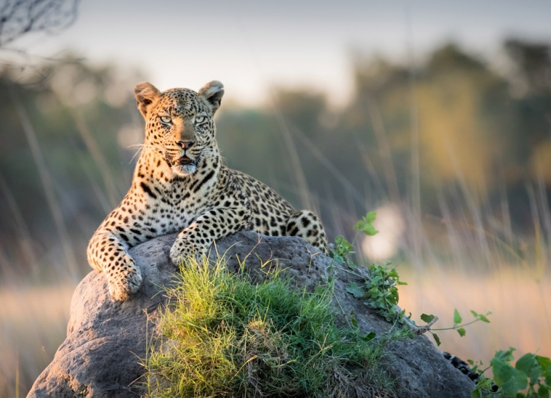 4 Day Tanzania Safari Tour Mikumi Selous Game Drive and Boat Safari 1