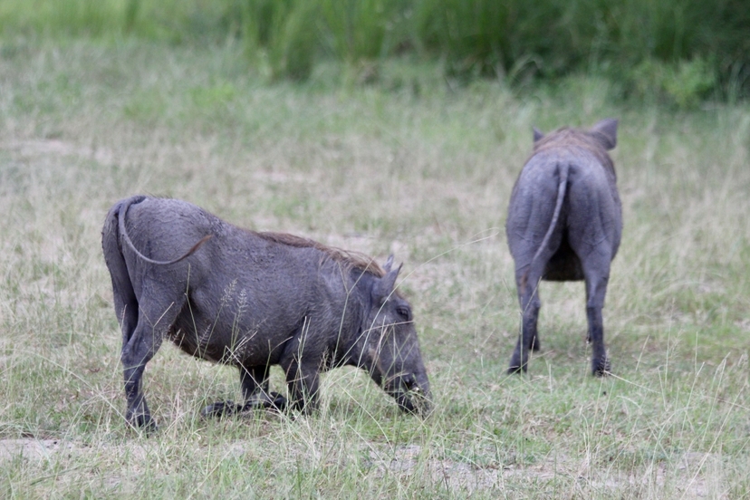 4 Day Tanzania Safari Tour Mikumi Selous Game Drive and Boat Safari 3