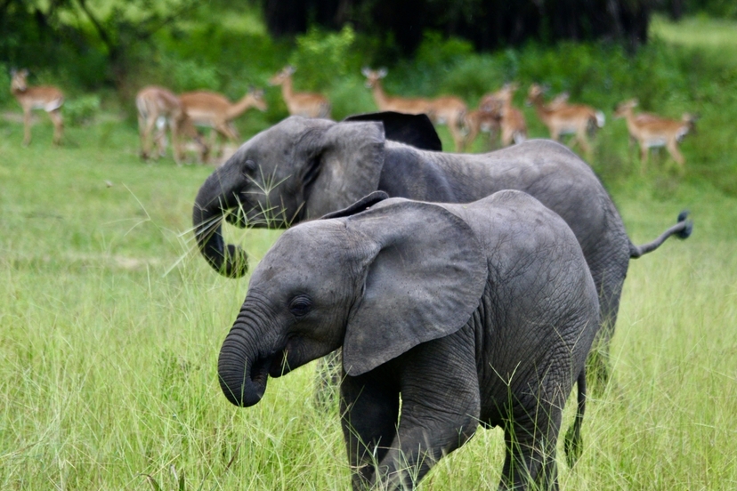 4 Day Tanzania Safari Tour Mikumi Selous Game Drive and Boat Safari 2