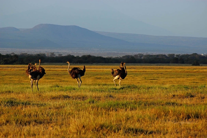 Explore the Heart of Kenya: 4 Days in Tsavo & Amboseli National Parks 2