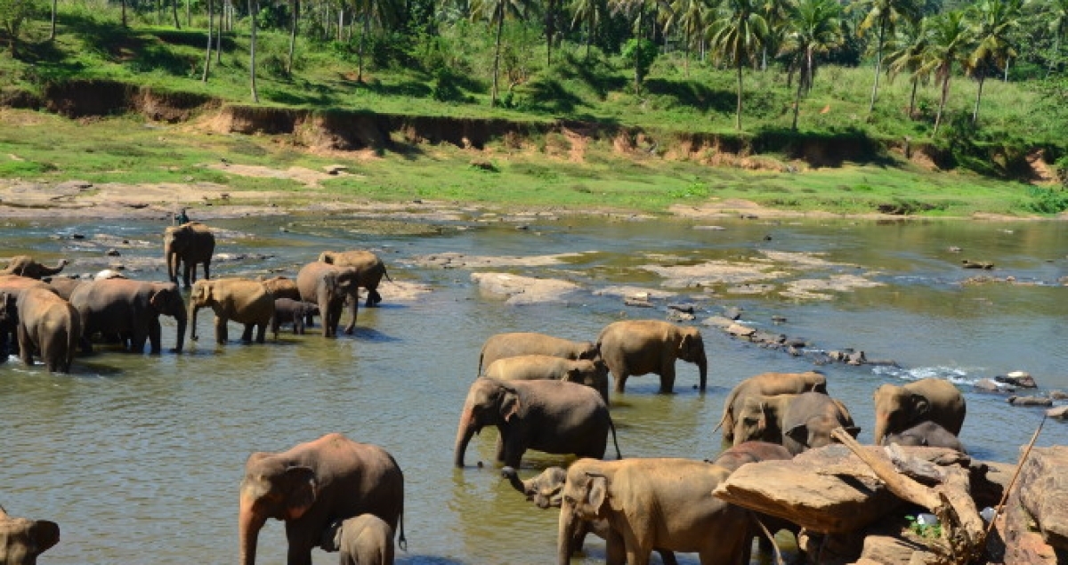 Sri Lanka Tour 1