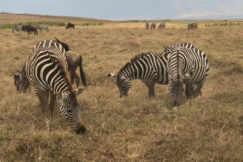 Authentic Kenya Safari Featuring Samburu, Nakuru, Naivasha and Masai Mara 3