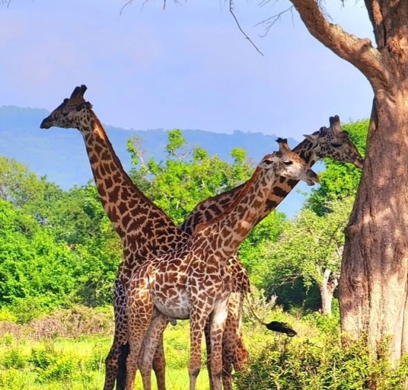 3 Days Dar Es Salaam to Mikumi National Park Safari - Comfort Edition 2