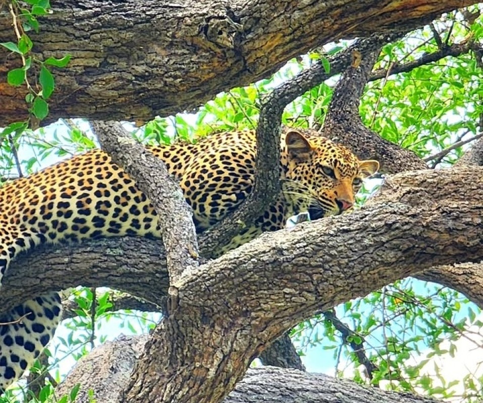 3 Days Dar Es Salaam to Mikumi National Park Safari - Comfort Edition 1