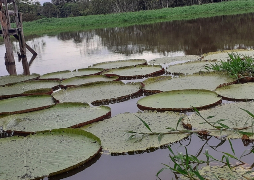 Tour Safári Belezas Naturais da Amazônia (compartilhado) 4