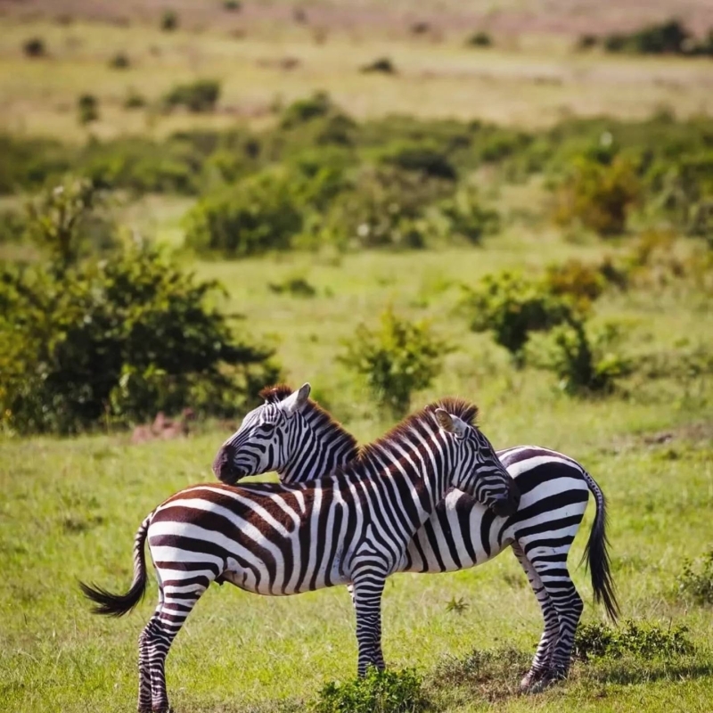 3-Day Safari Itinerary Great Wildebeest Calving Season 3