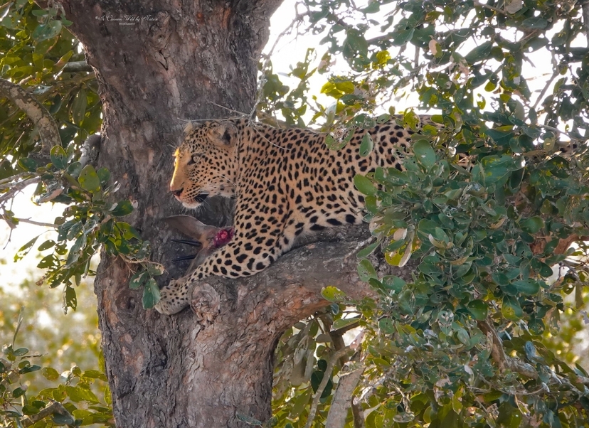 3-Day Safari Itinerary Great Wildebeest Calving Season 4