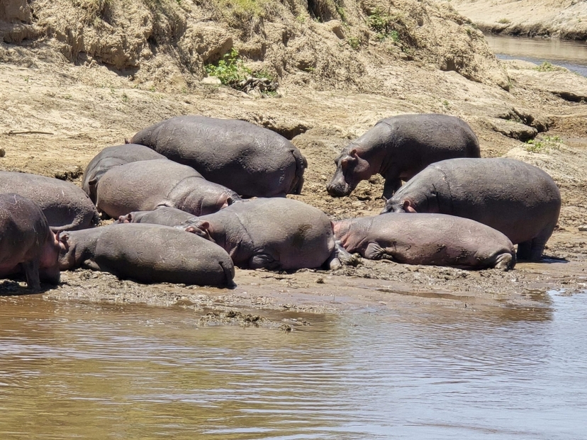 Kenya Big Five Group Safari – 5 Days Masai Mara, Nakuru & Naivasha 4