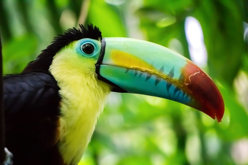 5 days in Colombia – Cartagena Wildlife, History & Caribbean Views 2