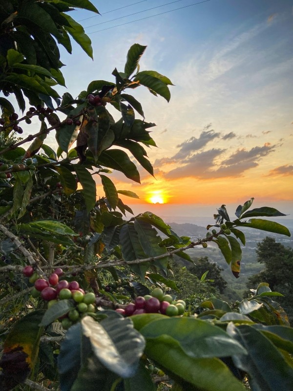 5-Day Risaralda- Colombian Coffee & Hot Springs Luxury Escape 1