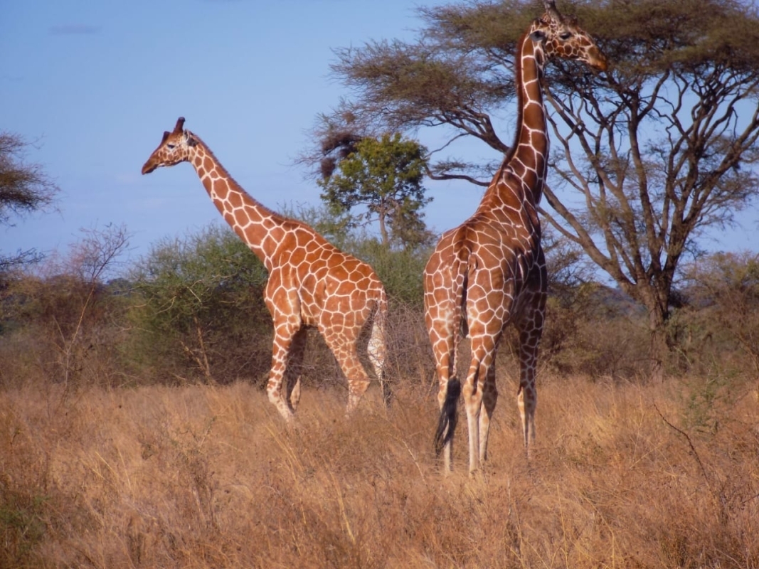 7-Day Budget Group Safari: Explore Masai Mara, Nakuru, Naivasha & Amboseli 1