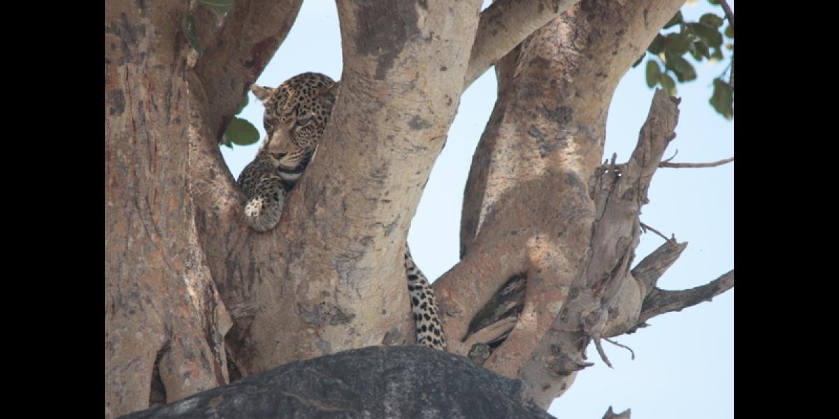 8 Days of Romance: Beach & Safari in Tanzania 8 Days of Romance: Beach & Safari in Tanzania
